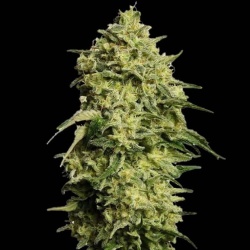 Amnesia Autoflower Cannabis Seeds Feminized