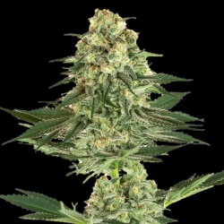 Banana #1 Cannabis Seeds Feminized