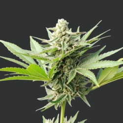 Afghani Cannabis Seeds Feminized