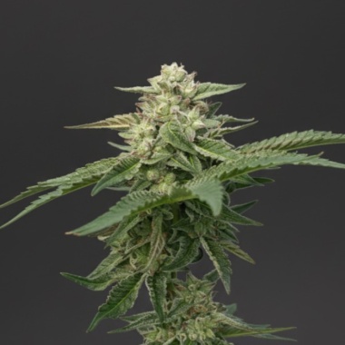Alien OG Cannabis Seeds Feminized