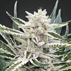 Amnesia Gas Cannabis Seeds feminized