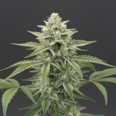 Amnesia Haze Autoflower Cannabis Seeds Feminized
