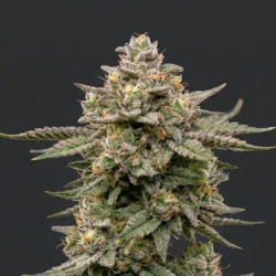 Amnesia Haze Cannabis Seeds Feminized