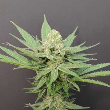 Badazz Cheese Cannabis Seeds Feminized