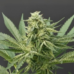 Big Bud Cannabis Seeds Feminized