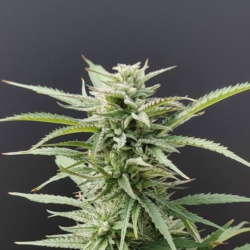 Black Runtz Feminized Cannabis Seeds Feminized
