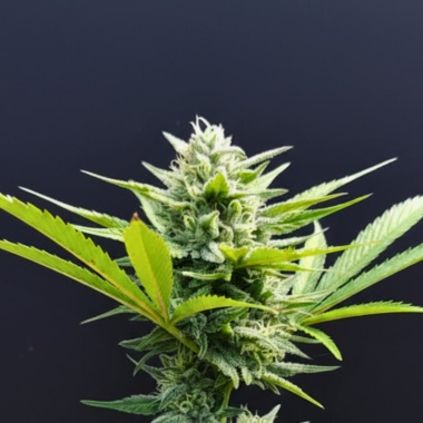 Blue Dream Feminized Cannabis Seeds  