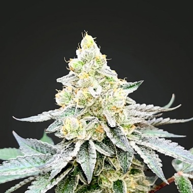 Chemdawg Cannabis Seeds Feminized