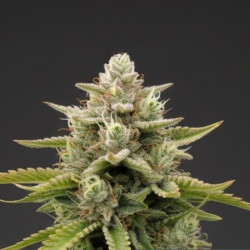 Do Si Dos Autoflower Cannabis Seeds Feminized
