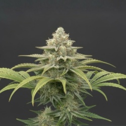 Durban Poison Cannabis Seeds Feminized