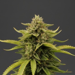 Girl Scout Cookies Autoflower Cannabis Seeds Feminized
