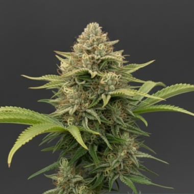 Girl Scout Cookies Cannabis Seeds Feminized