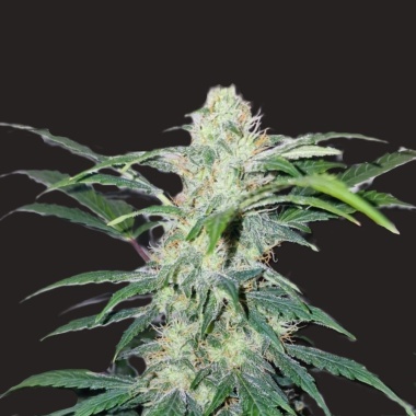 Gorilla Glue Autoflower Feminized Cannabis Seeds