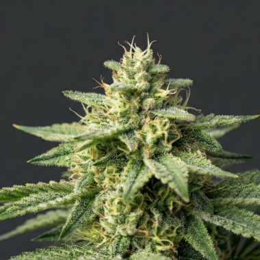 Gorilla Glue Cannabis Seeds Feminized