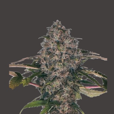 Black Domina Autoflower Cannabis Seeds Feminized