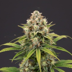 Blue Cheese Autoflower Cannabis Seeds Feminized