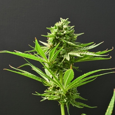 Cake Bomb Cannabis Seeds Feminized