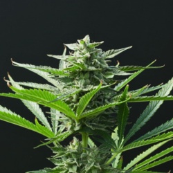 Candyland Cannabis Seeds Feminized