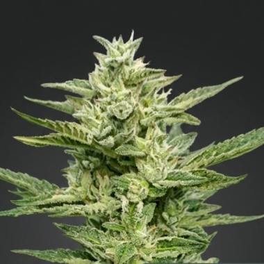 Chem Cream Cannabis Seeds Feminized