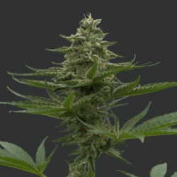 Forbidden Fruit Cannabis Seeds Feminized