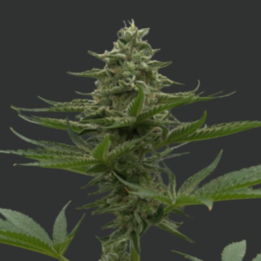 Forbidden Fruit Cannabis Seeds Feminized