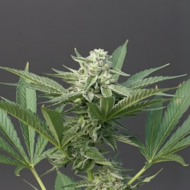 Frosted Gelato Cannabis Seeds Feminized