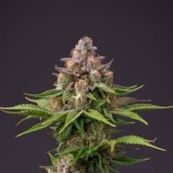 Granddaddy Purple Cannabis Seeds Feminized