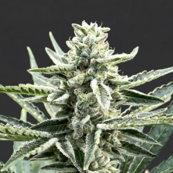 Grapes &amp; Cream Cannabis Seeds Feminized
