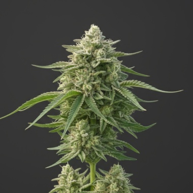 Peanut Butter Breath Cannabis Seeds Feminized