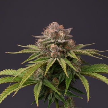 Purple Haze Cannabis Seeds Feminized