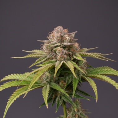 Purple Punch Autoflower Cannabis Seeds Feminized