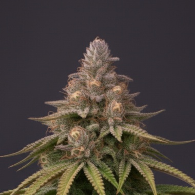 Purple Punch Cannabis Seeds Feminized