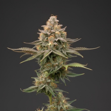 Apple Fritter Autoflower Feminized Cannabis Seeds