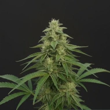 Biscotti Autoflower Feminized Cannabis Seeds