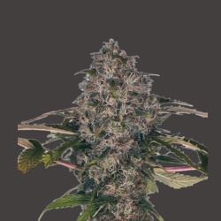 Black Domina Cannabis Seeds Feminized