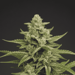 Super Silver Haze Autoflower Cannabis Seeds Feminized
