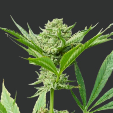 Chem Set Ultra Cannabis Seeds Feminized