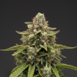 GMO Autoflower Cannabis Seeds Feminized