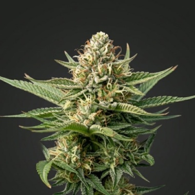 GMO Cannabis Seeds Feminized