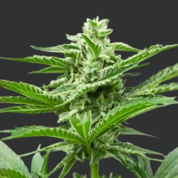 Galactic Runtz Cannabis Seeds Feminized