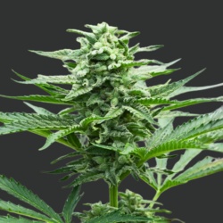 Garlic Breath Cannabis Seeds Feminized