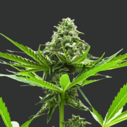 Gary Payton Cannabis Seeds Feminize