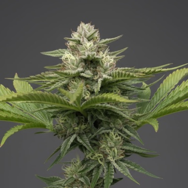 Gelato Feminized Cannabis Seeds