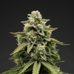 Jealousy Autoflower Feminized Cannabis Seeds