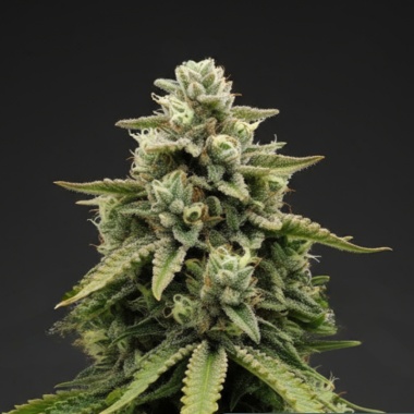 Jealousy Autoflower Feminized Cannabis Seeds