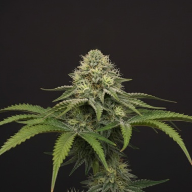 Jealousy Cannabis Seeds Feminized