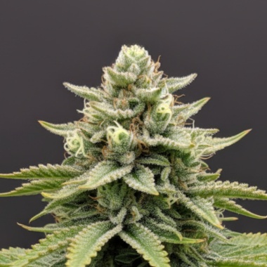 LA Kush Cake Autoflower Feminized Seeds