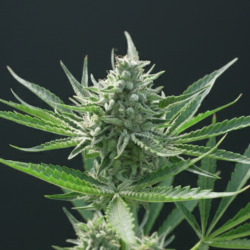 Afghan Kush Autoflower Cannabis Seeds Feminized