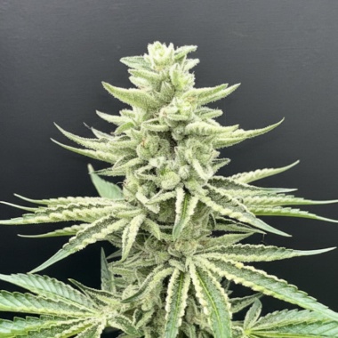 Afghani Kush Cannabis Seeds Feminized