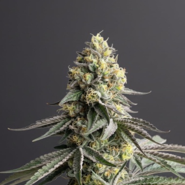 Alien Technology Feminized Cannabis Seeds